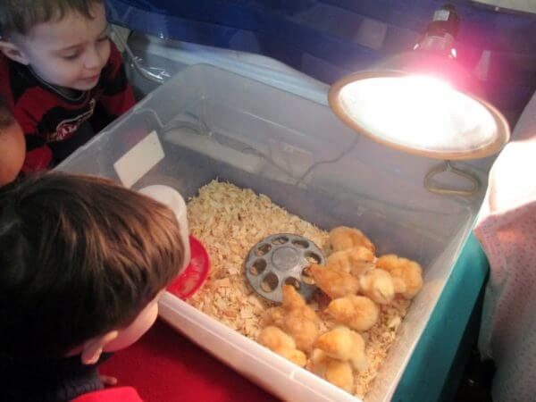 Children watch newborn chicks in classroom